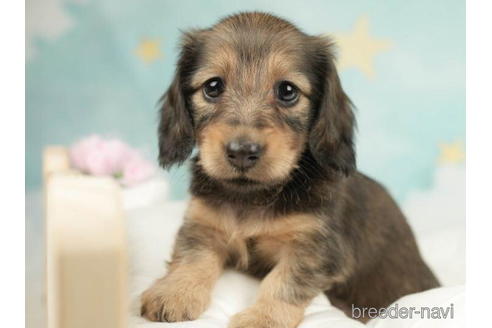 成約済の千葉県のミニチュアダックスフンド(ロングヘアード)-210407の2枚目